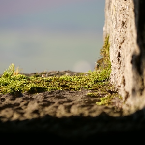 Mousse sur le mur d'une fenêtre de casemate - France  - collection de photos clin d'oeil, catégorie rues